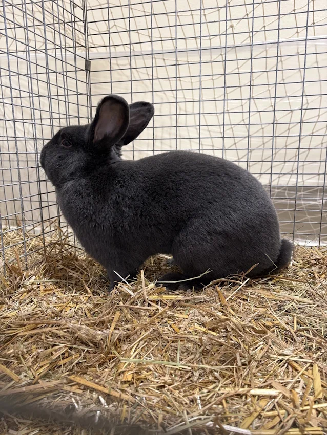 Rassekaninchenausstellung2_web