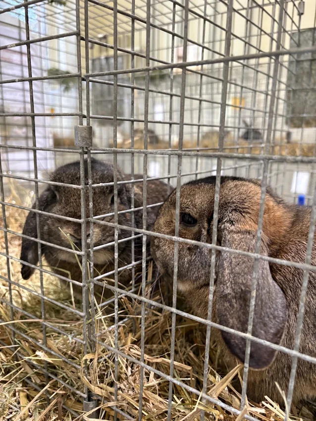 Rassekaninchenausstellung3_web