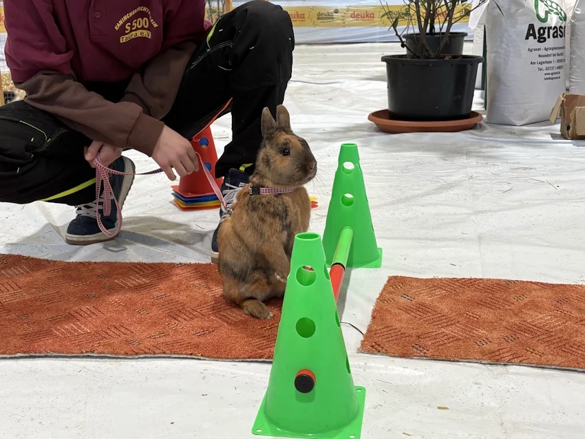 Rassekaninchenausstellung5_web