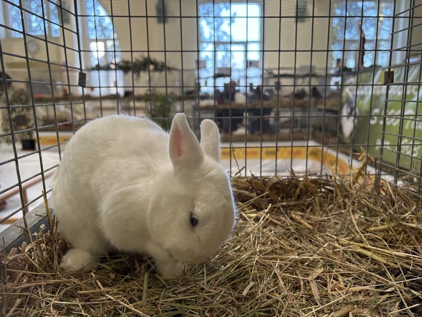 Rassekaninchenausstellung6_web