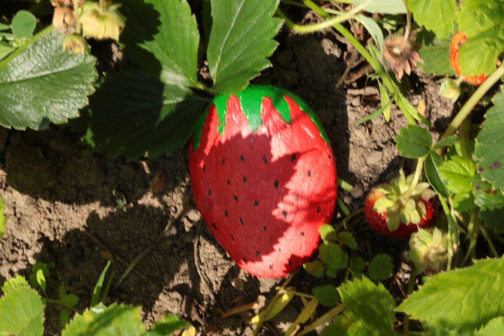 Erdbeere_2