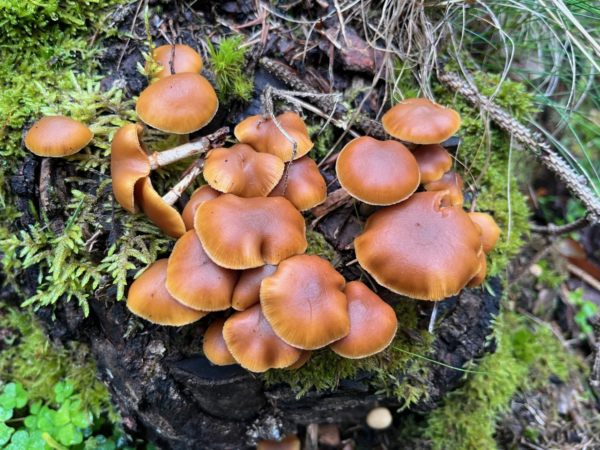 Gifthäubling