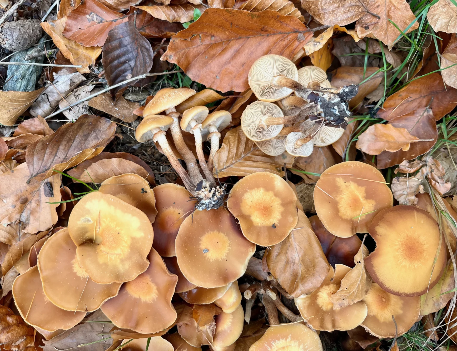 Stockschwämmchen - guter Speisepilz
