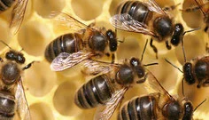 image Bienenwissen