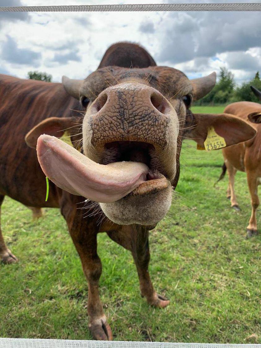 Kuh mit rausgestreckter Zunge