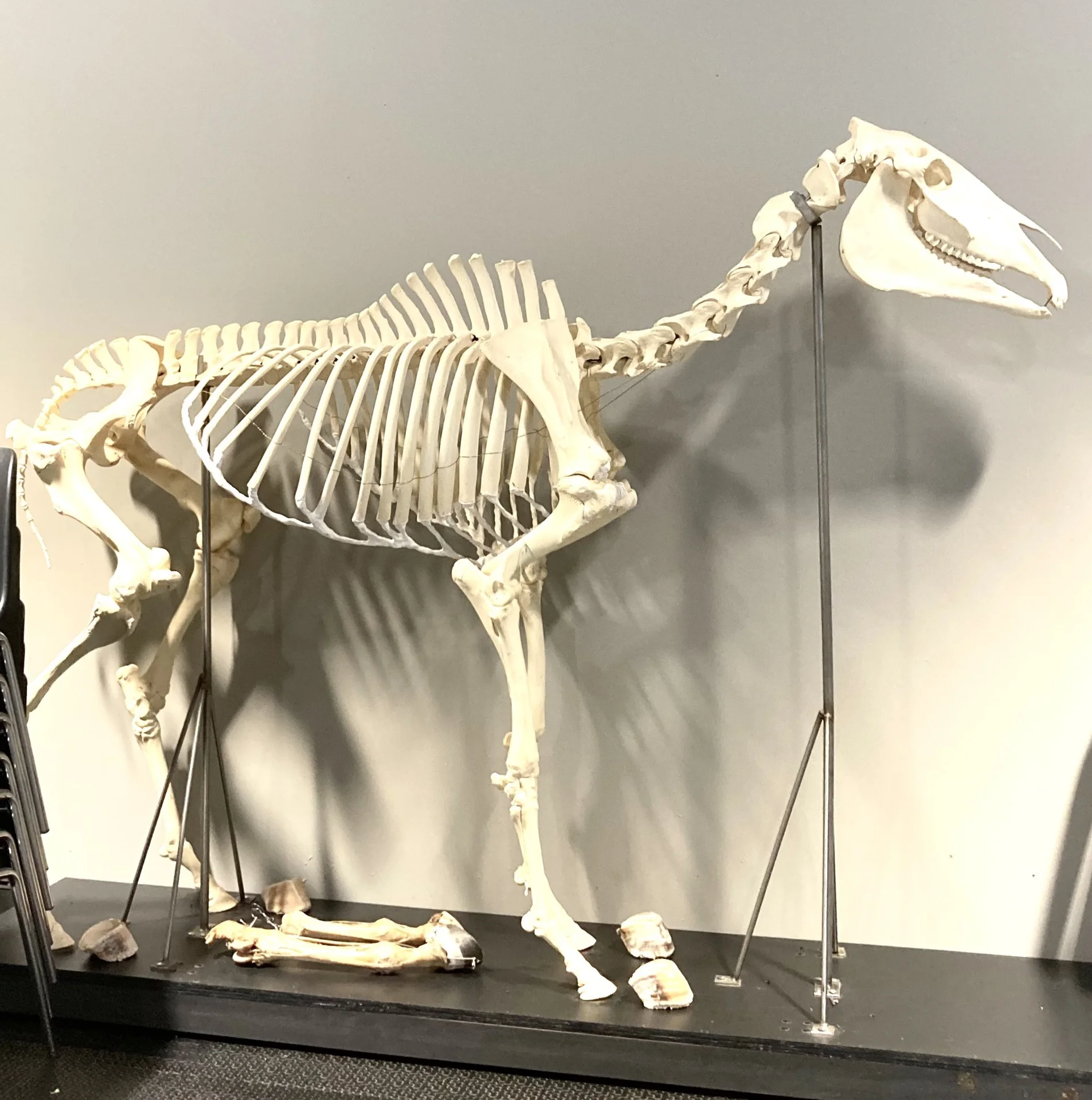 Osteopathie