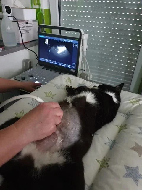 Ultraschalluntersuchungen