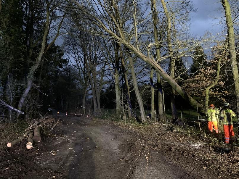 TH1 - Baum auf Straße - 17.02.2022