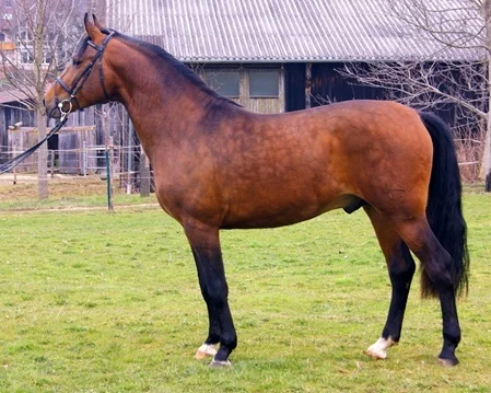 Maikönig