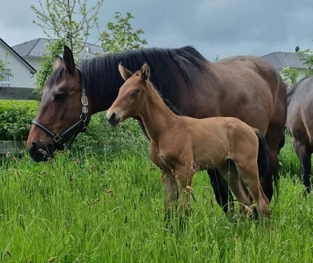 Familie Heilig