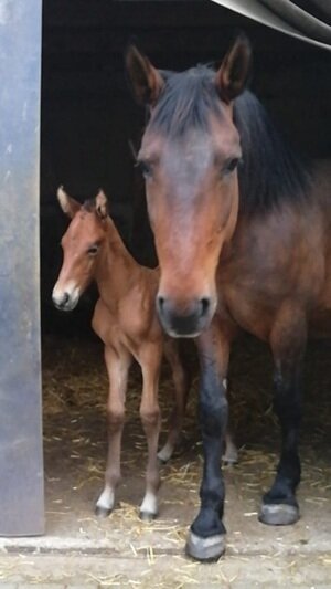 Familie Heilig