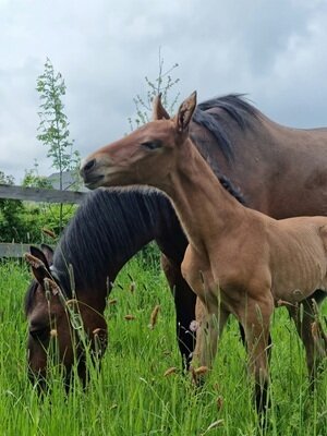 Familie Heilig