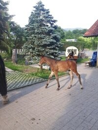 Ilona