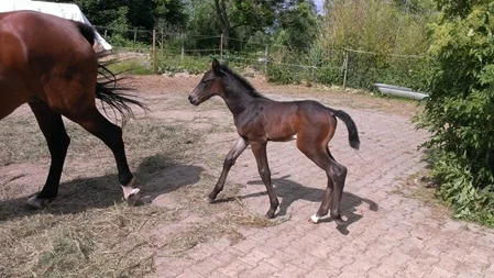 Serlina