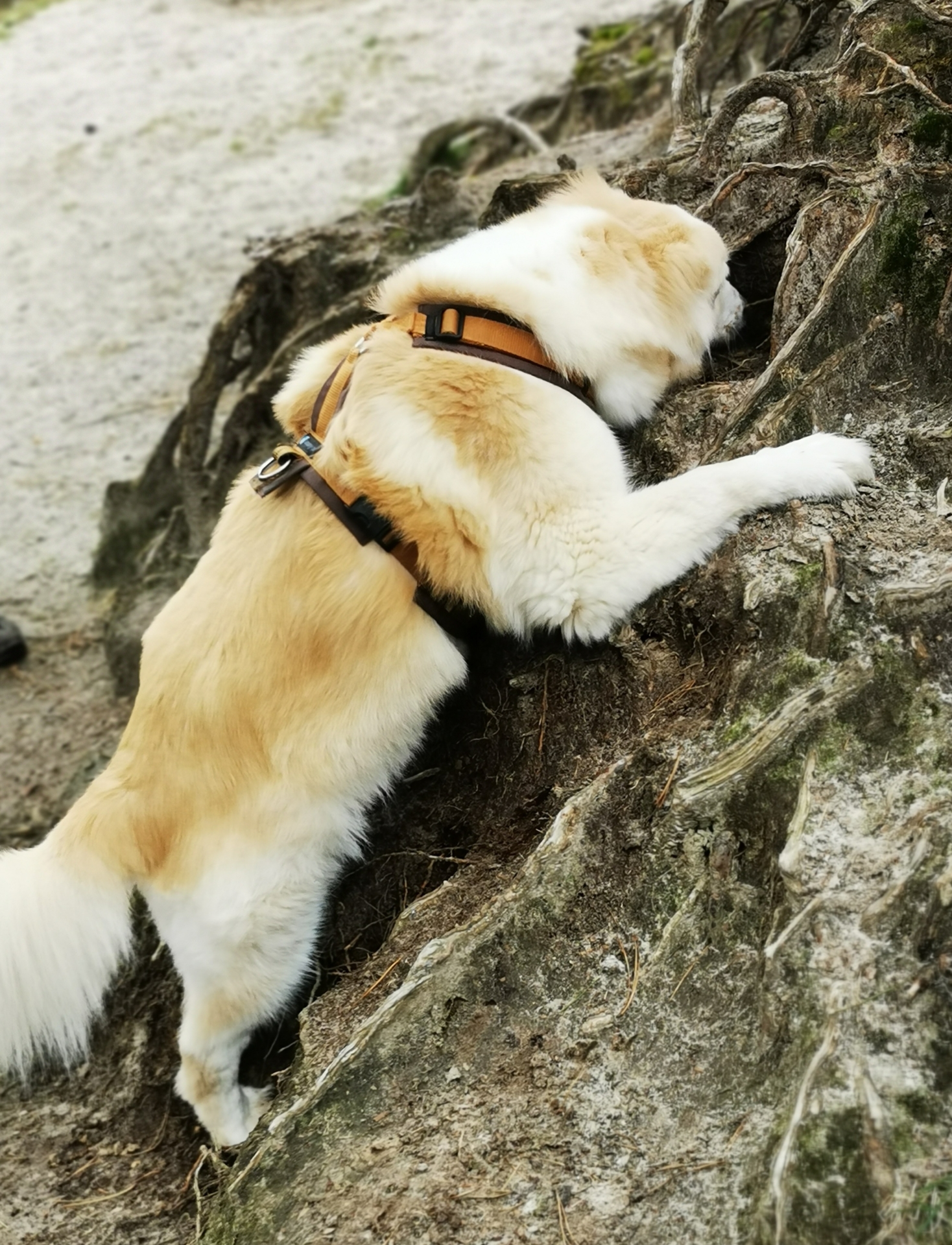 Hund beim klettern auf einer Felswand.
