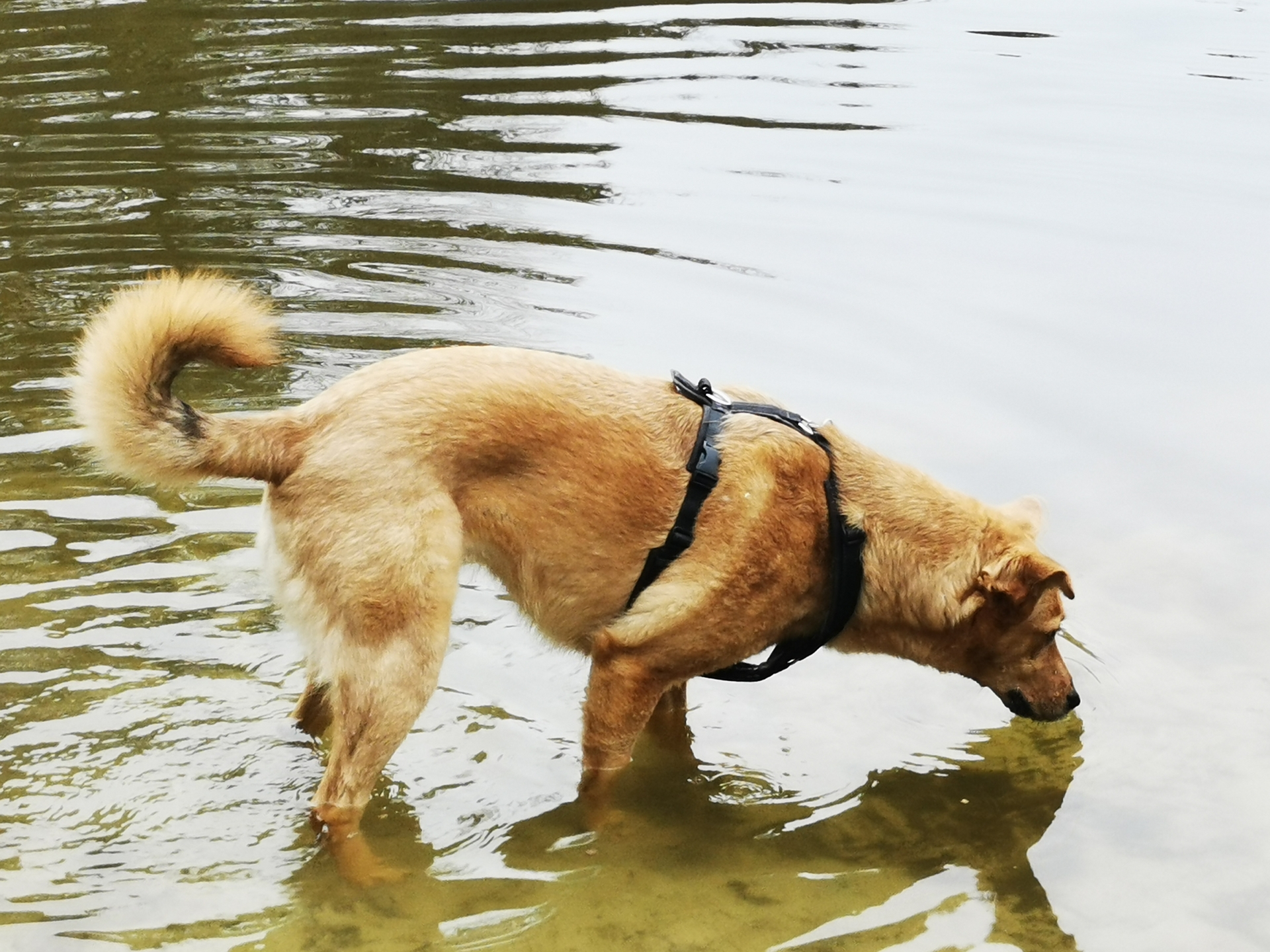 Hund im Fluss.