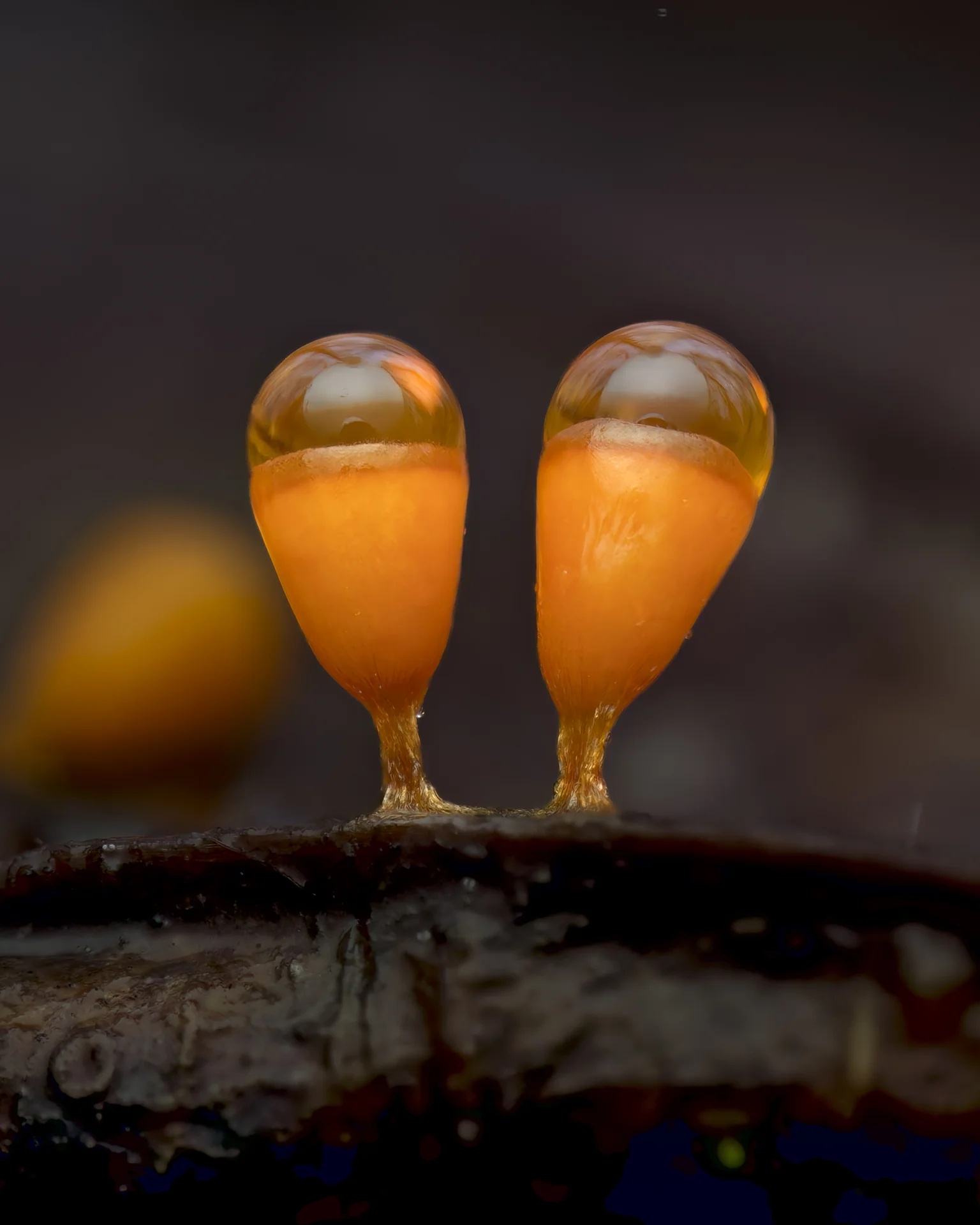 Ritzau, Doreen | SLIME MOLD
