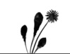 blume