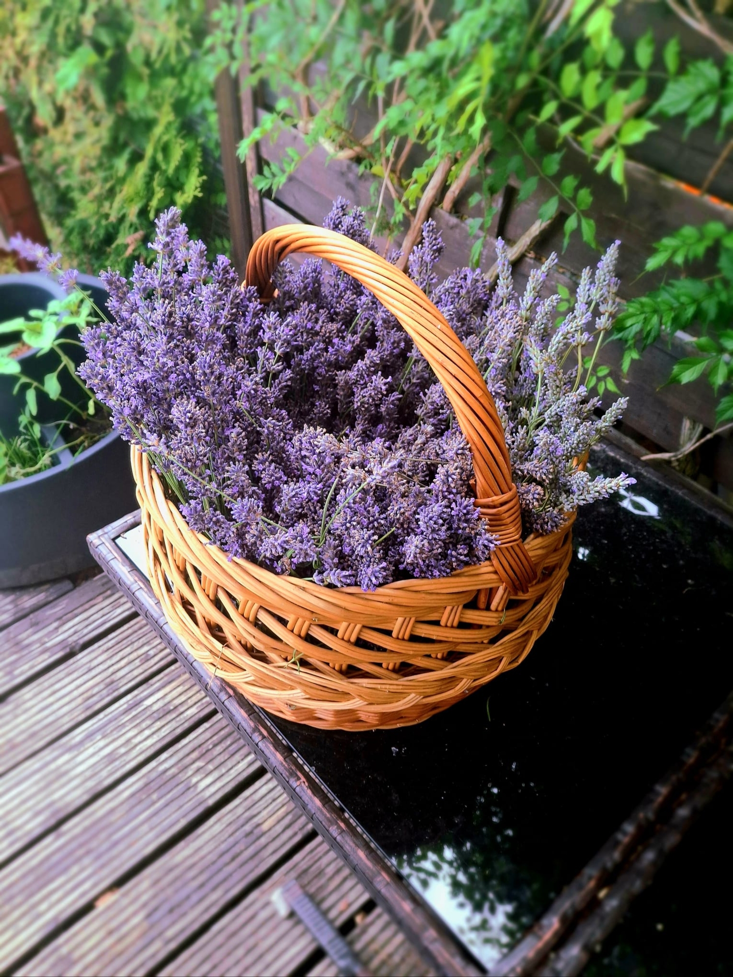 Sommer