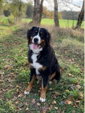Lesehund Romy (Hedendorf)