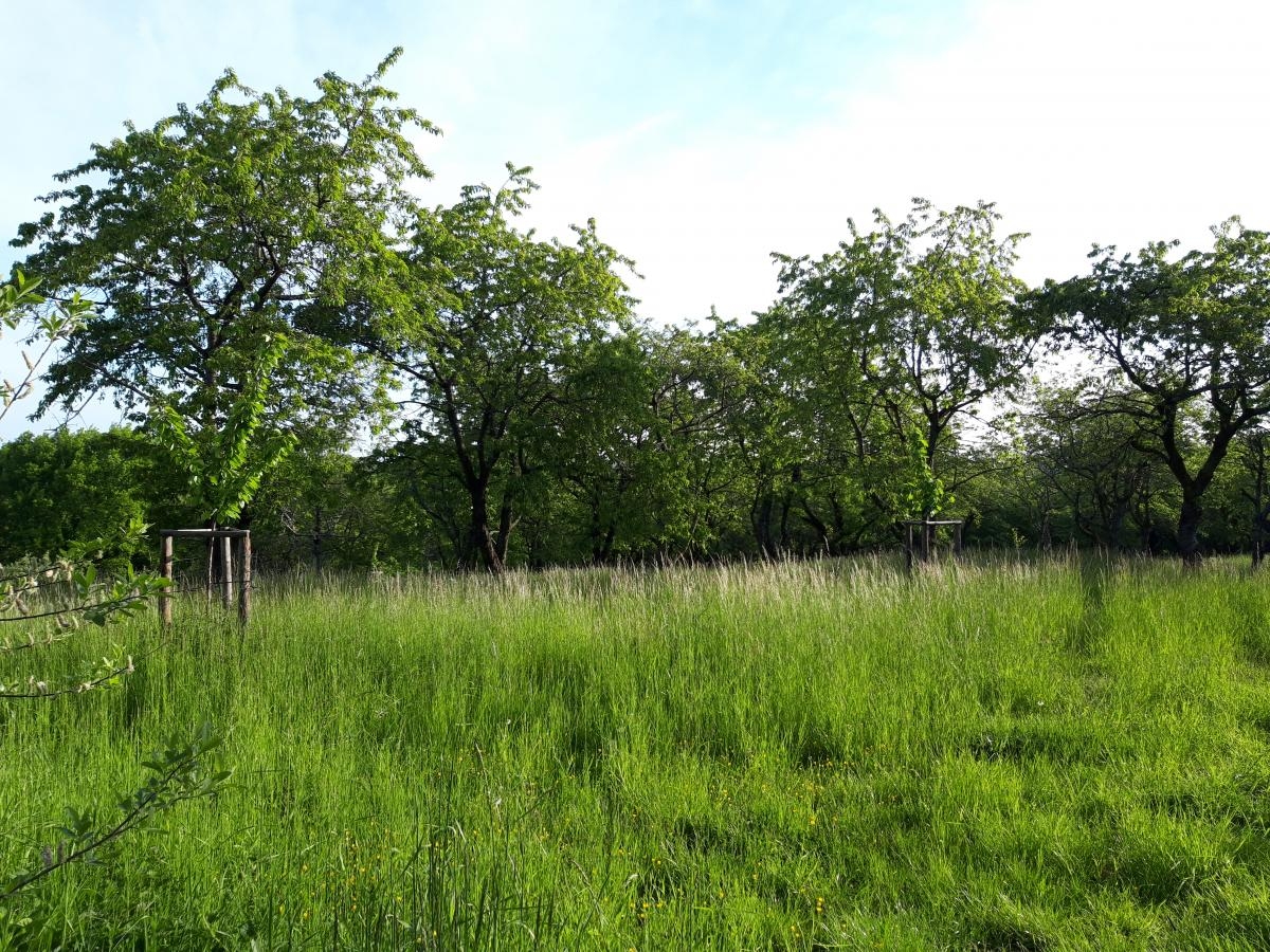 Kemmlitz 1