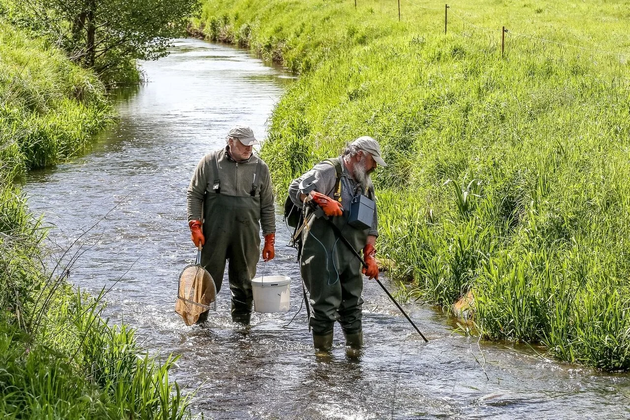 Mitarbeitende des IfB setzen mit Bachmuschellarven beimpfte Fische ins Gewässer zurück (Foto: © E. Hübner)