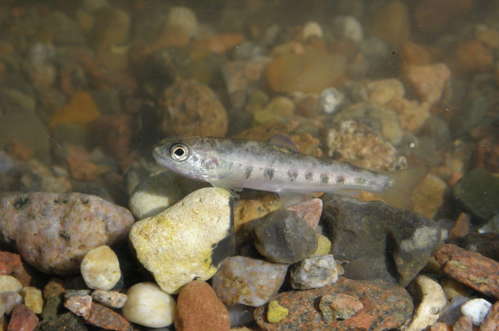6-month-old salmon juvenile in a pebble bed-tank