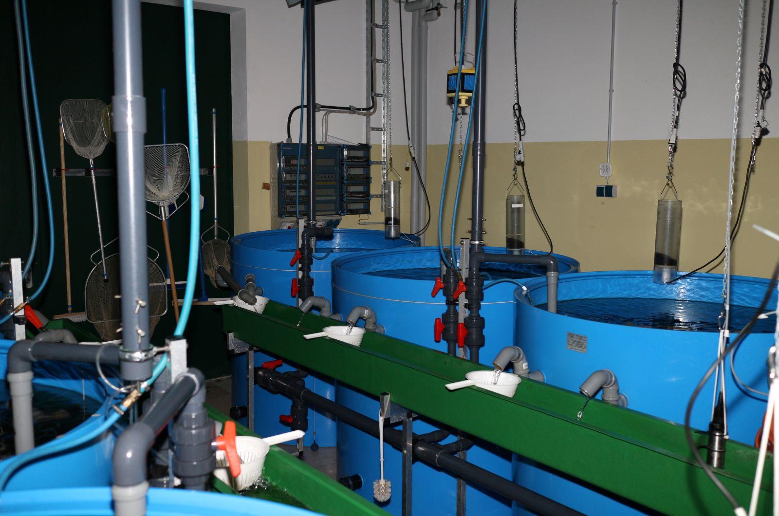 Aquaculture tanks