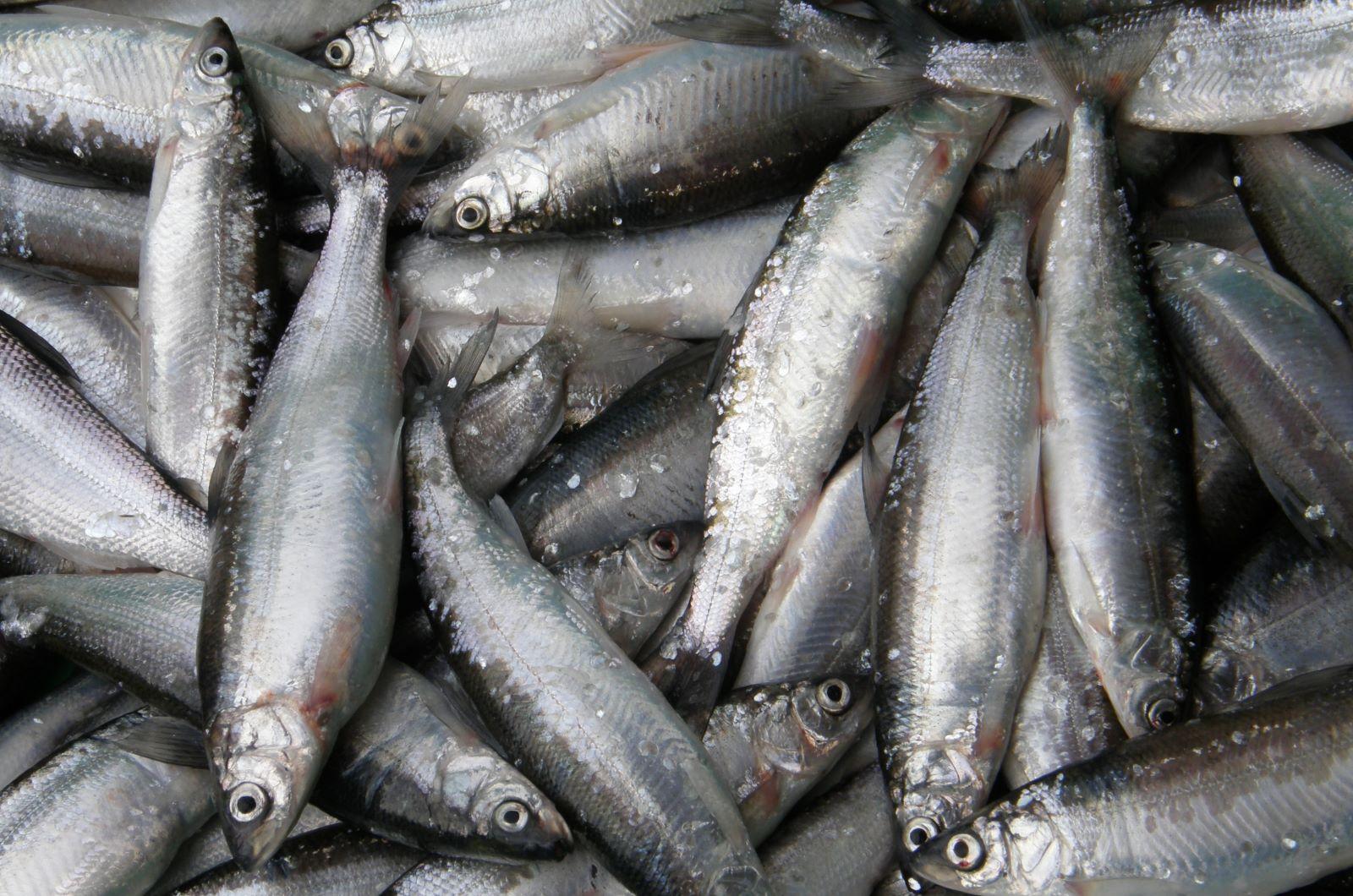catch of young vendace