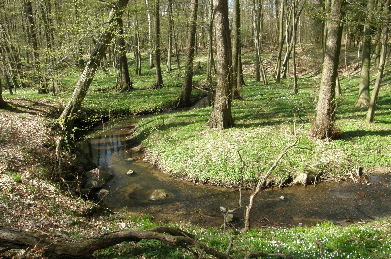 Creek bend Steinerbach in the state of Brandenburg