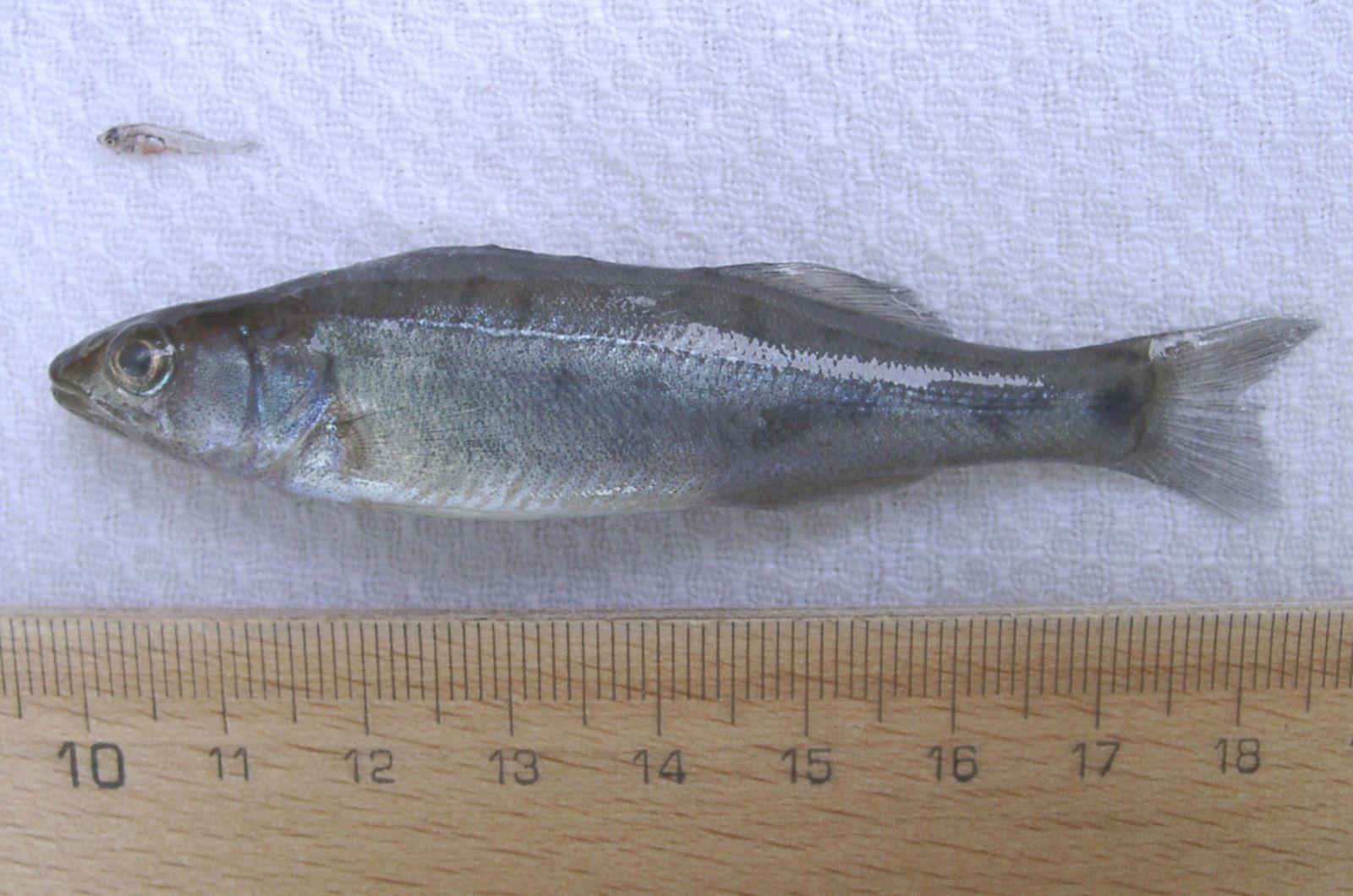 pike perch - larval and fry stages