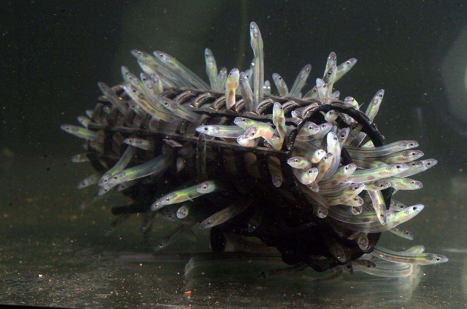 glass eels