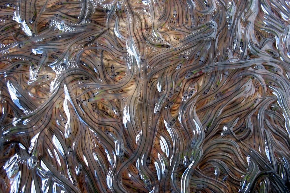 glass-eels