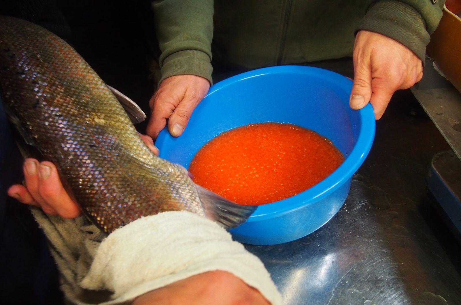 Harvesting salmon eggs