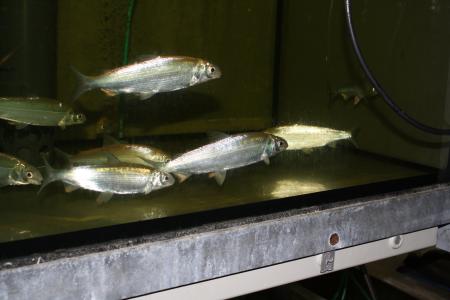 Keeping of juvenile grand vendace