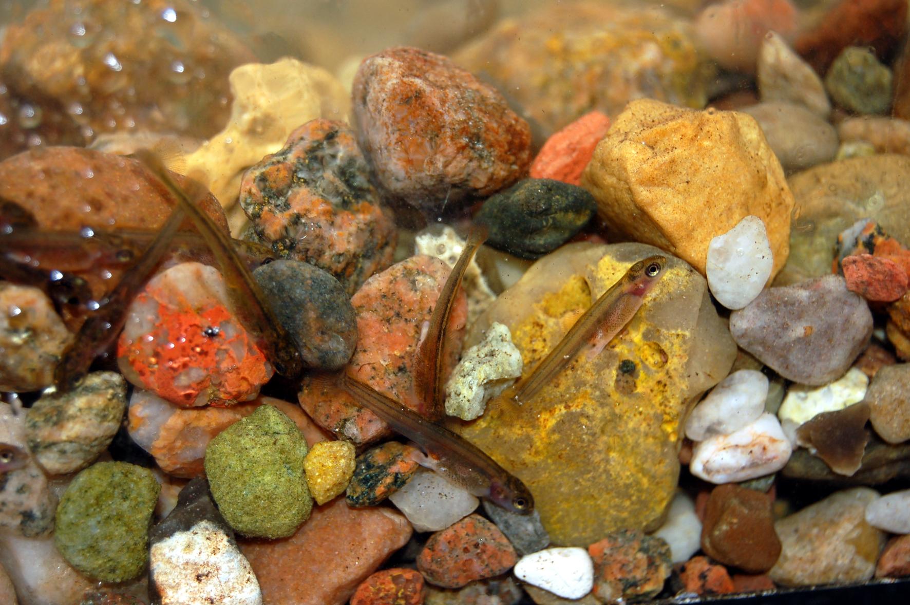 Ocean-trout fry on a pebble-bed