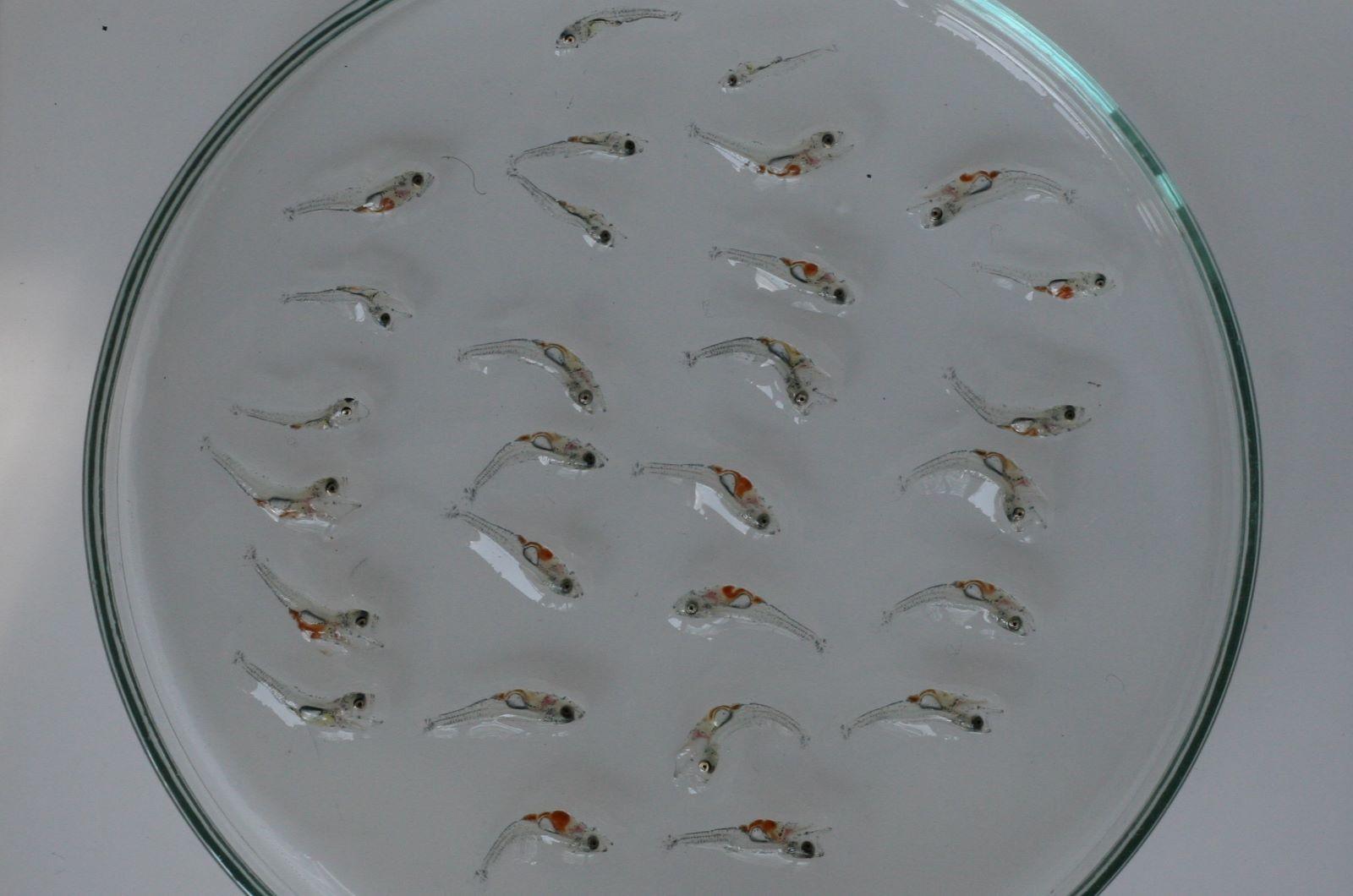 pikeperch fry in a petri dish
