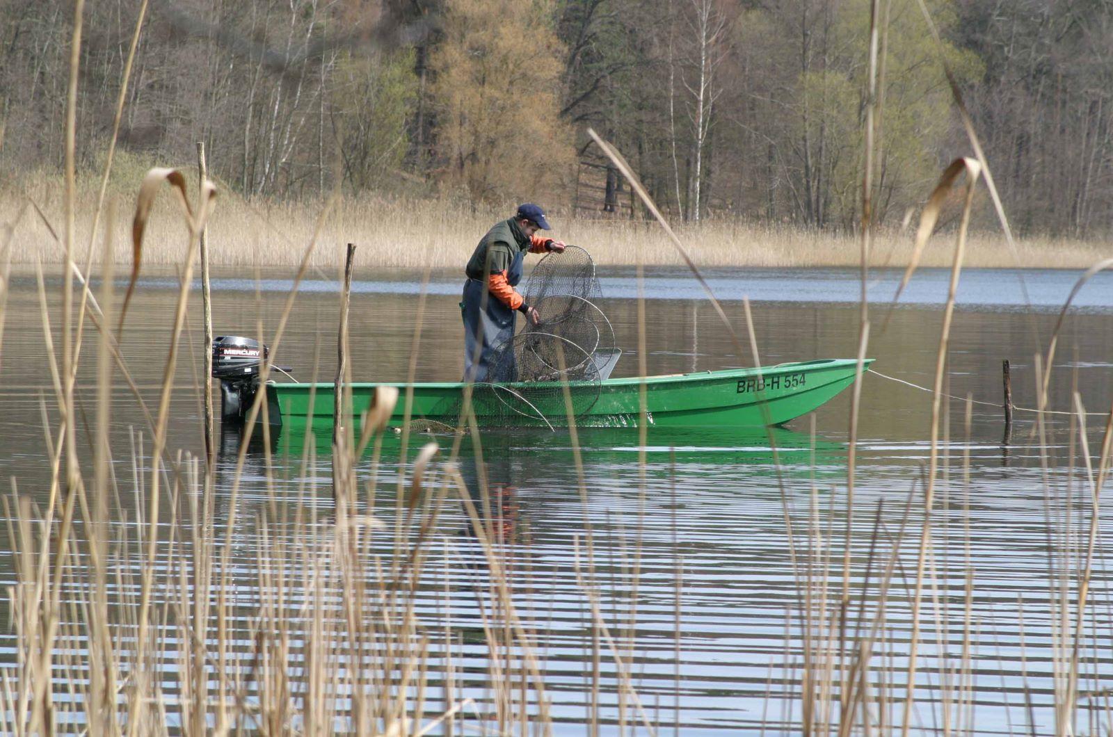 Checking a fish trap