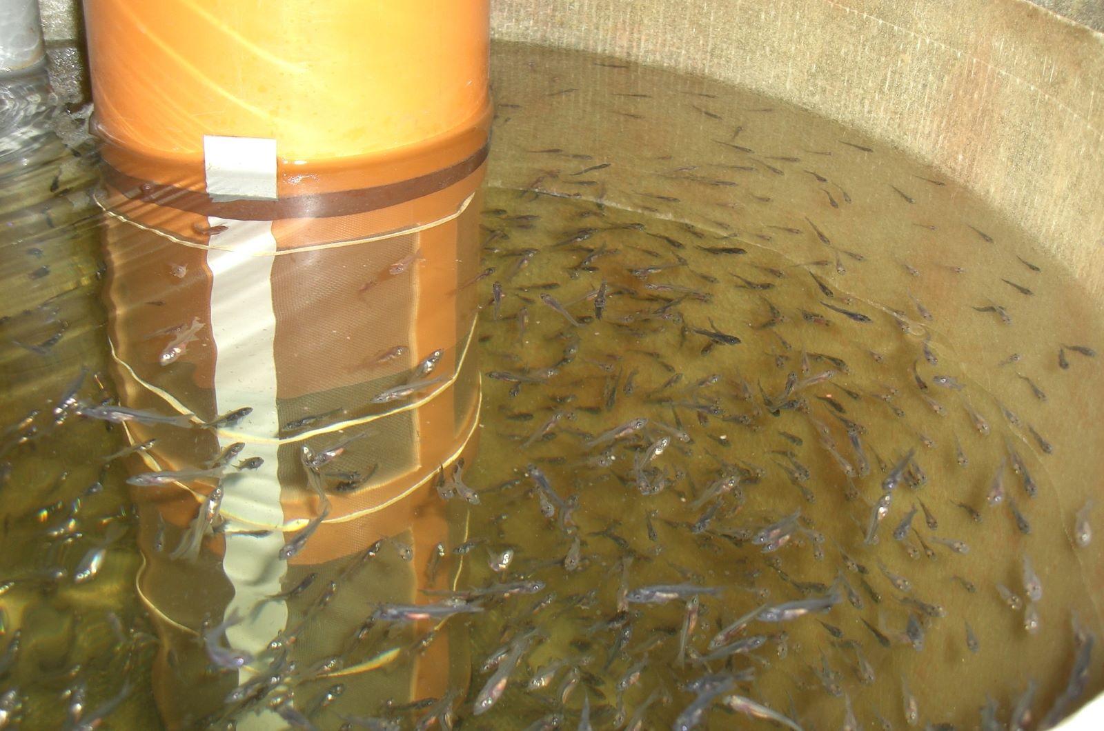 The rearing of pikeperch fry using dry food