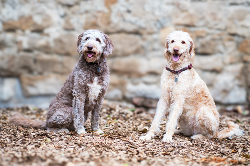 Ruby & Dori
