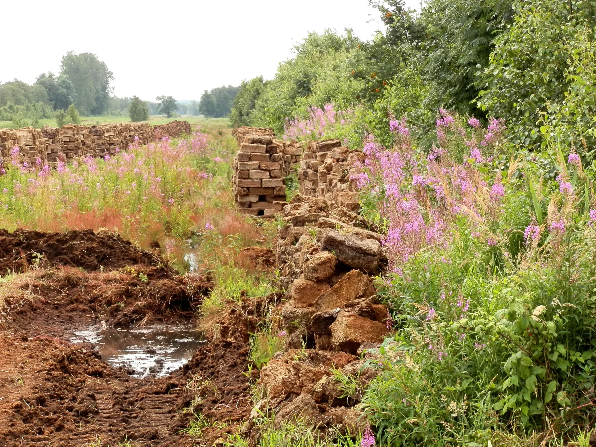Oederquarter Moor (c) Marlies Tietje Oederquarter Moor (c) Marlies Tietje