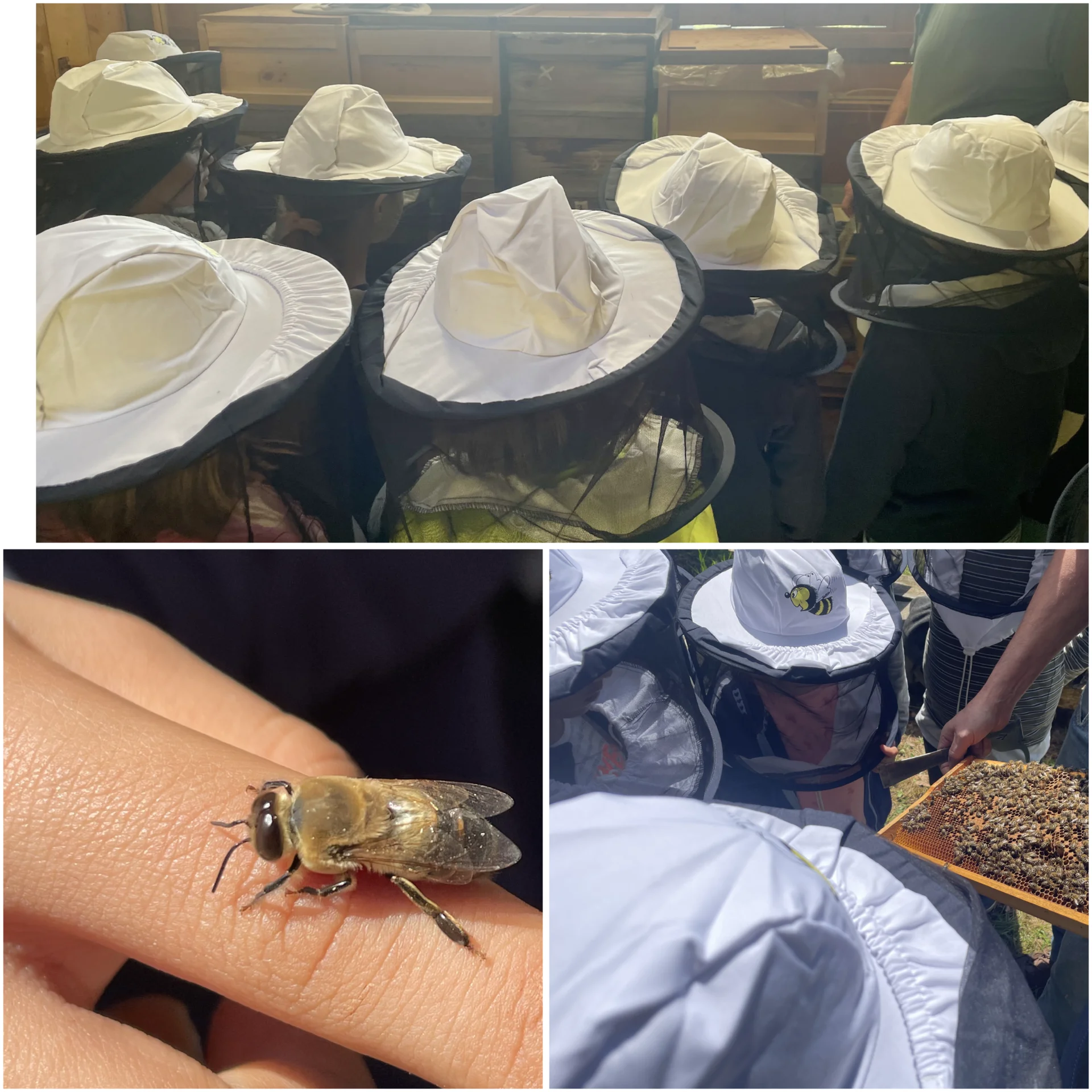 Bienen