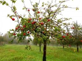 Entstehung des Obstlandes
