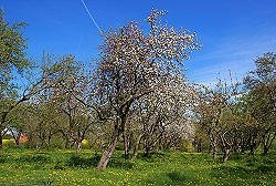 -19-Streuobst Starkow