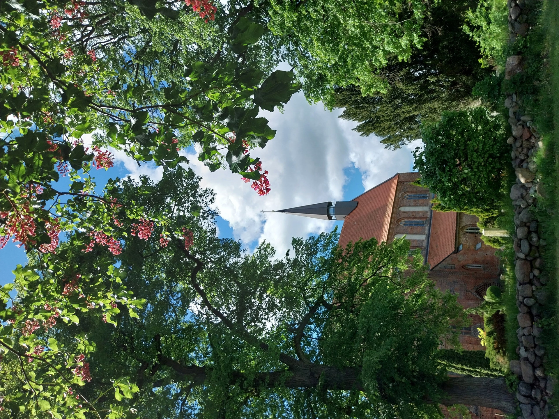 Das Bild zeigt die Starkower Backsteinkirche mit einem hohen, dunklen Kirchturm, der teilweise von blühenden Bäumen verdeckt wird. Die Kirche steht inmitten von Bäumen und Sträuchern, die einen grünen, üppigen Rahmen bilden. Ein Teil eines Steinzauns ist im Vordergrund sichtbar. Der Himmel ist teilweise bewölkt, aber sonnig.