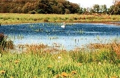 Millienhagen-Oebelitz Teich