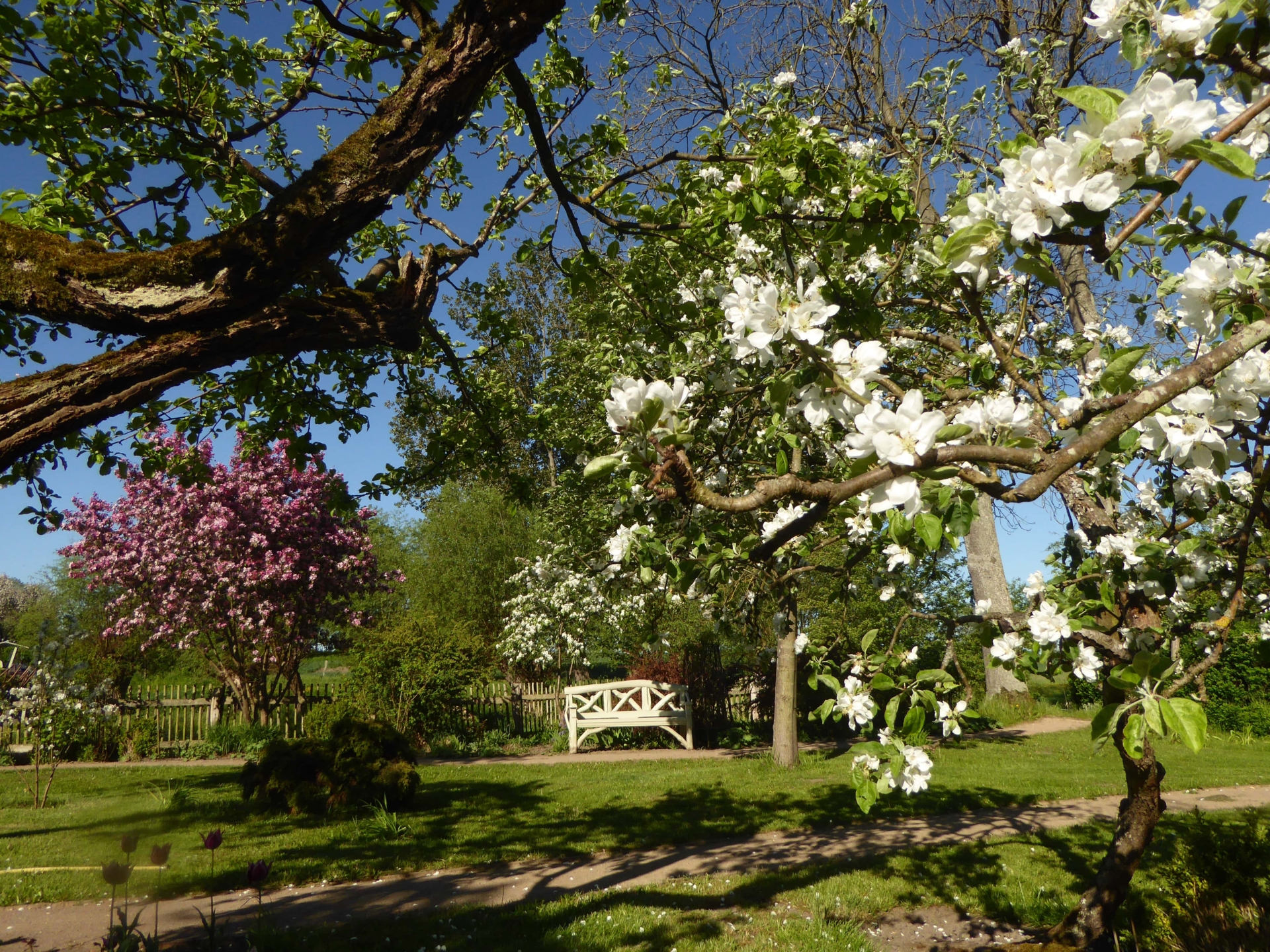 Das Bild zeigt einen Garten an einem sonnigen Tag. Im Vordergrund steht eine weiße Gartenbank auf einer Rasenfläche, die von einem Sandweg umgeben ist. Im Hintergrund blühen verschiedene Bäume und Sträucher in zarten Rosa- und Weißtönen. Ein Baum mit weiß blühenden Ästen ragt in den Vordergrund hinein und ist ein dominantes Element im Bild. Der Himmel ist klar und blau. Die Szene wirkt ruhig und friedlich.
