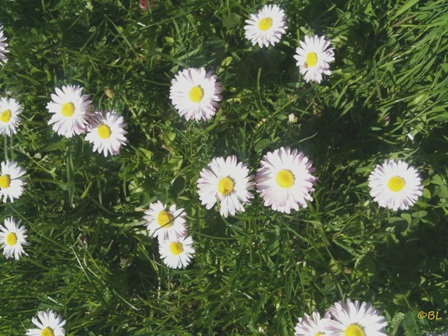 Gänseblümchen1