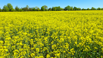 Rapsblüte
