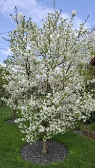 Schattenmorellenblüte